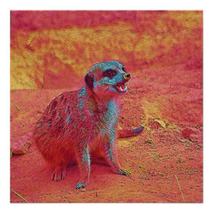 beliebte Tiere - Meerkat Poster