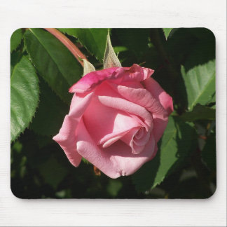 Belinda rosa TraumRose Mousepad