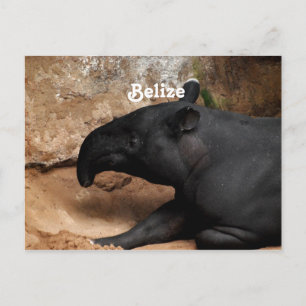 Belize Baird's Tapir Postkarte