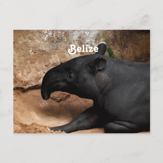 Belize Baird's Tapir Postkarte (Vorderseite)