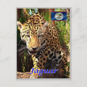 Belize - Belizische Dschungel - Postkarte