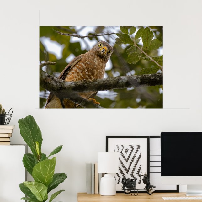 Belize Bird, Funny Brown Roadside Hawk Poster (Heimbüro)