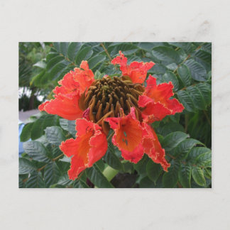 Belize-Blume Postkarte
