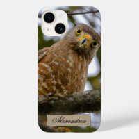 Belize Brown Roadside Hawk Bird Fotografie