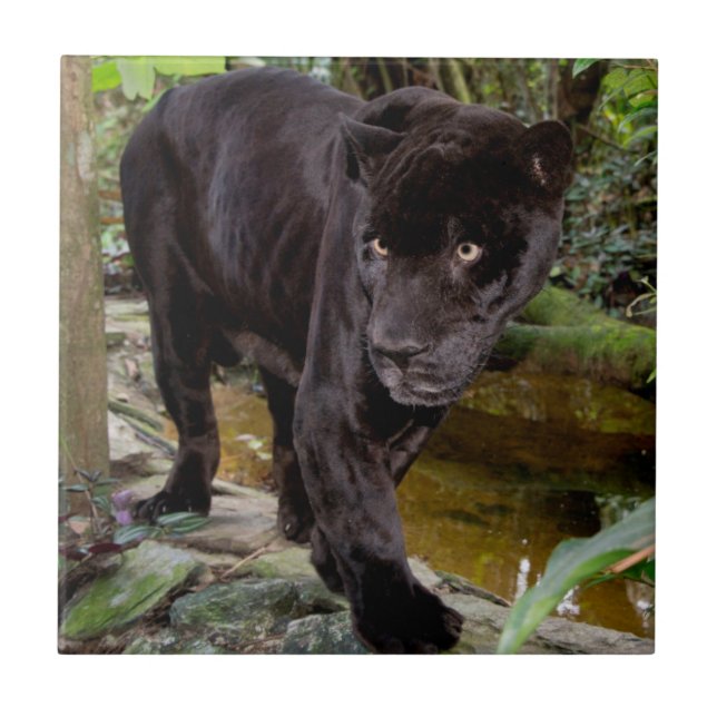 Belize City Zoo. Schwarzer Panther Fliese (Vorderseite)