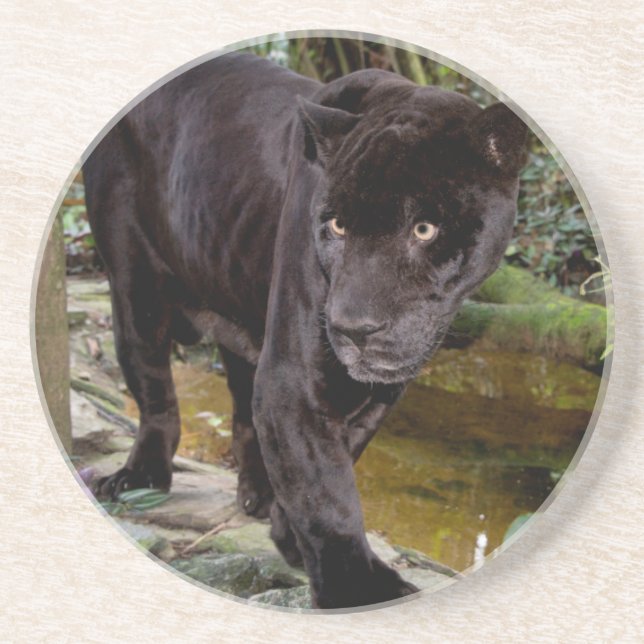 Belize City Zoo. Schwarzer Panther Getränkeuntersetzer (Vorne)