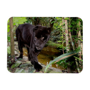 Belize City Zoo. Schwarzer Panther Magnet