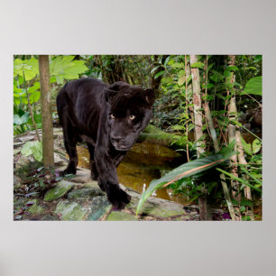 Belize City Zoo. Schwarzer Panther Poster