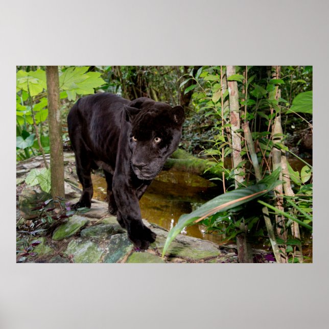 Belize City Zoo. Schwarzer Panther Poster (Vorne)