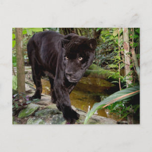 Belize City Zoo. Schwarzer Panther Postkarte