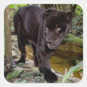 Belize City Zoo. Schwarzer Panther Quadratischer Aufkleber