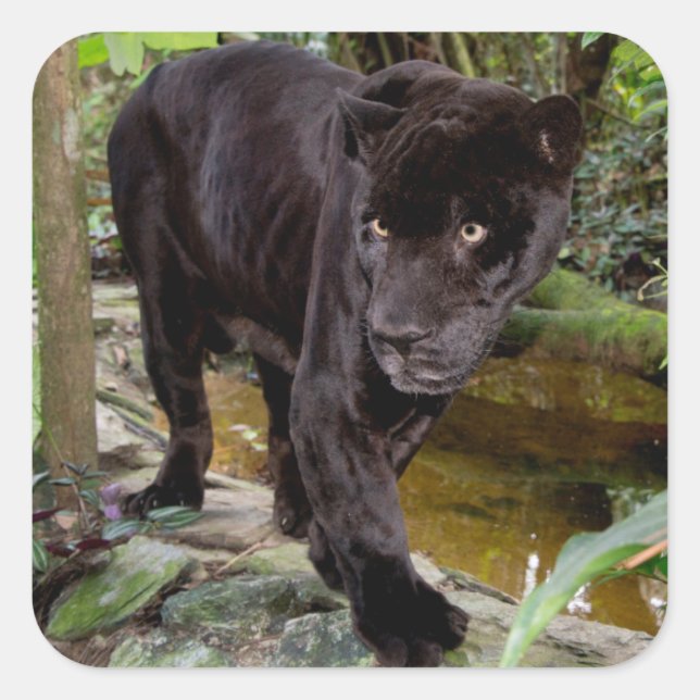 Belize City Zoo. Schwarzer Panther Quadratischer Aufkleber (Vorderseite)