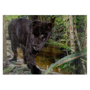 Belize City Zoo. Schwarzer Panther Schneidebrett