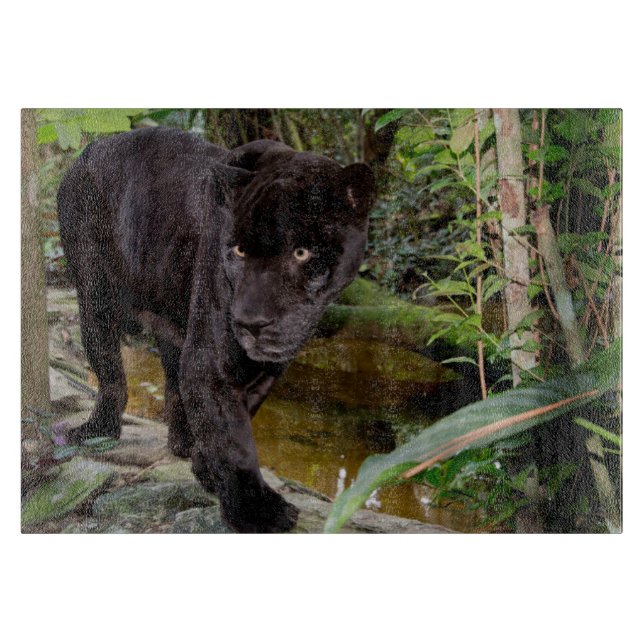 Belize City Zoo. Schwarzer Panther Schneidebrett (Vorderseite)