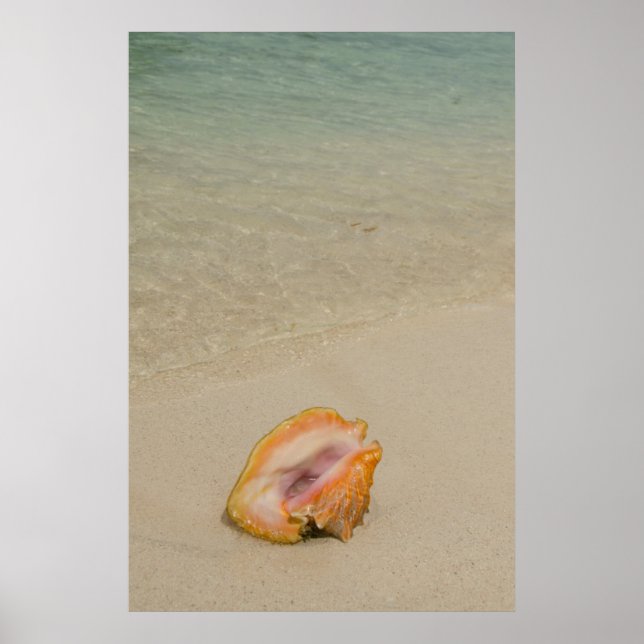 Belize, Karibik, Glover's Reef. Conch Poster (Vorne)