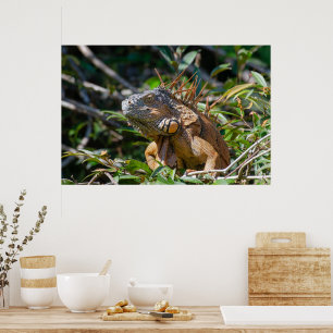 Belize Lizard, Friedlich Orange Iguana Poster
