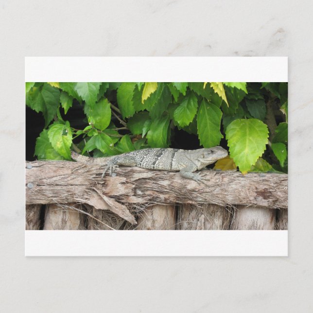 Belize Lizard PostCard Postkarte (Vorderseite)