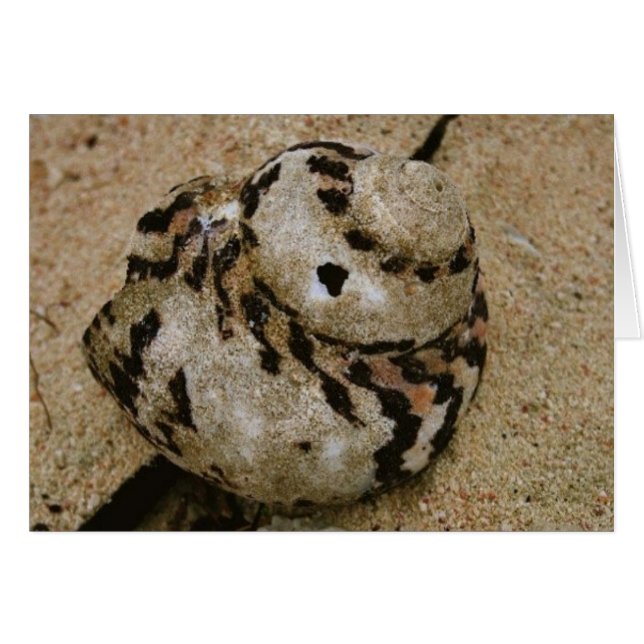 Belize-Muschel (Vorderseite (Horizontal))