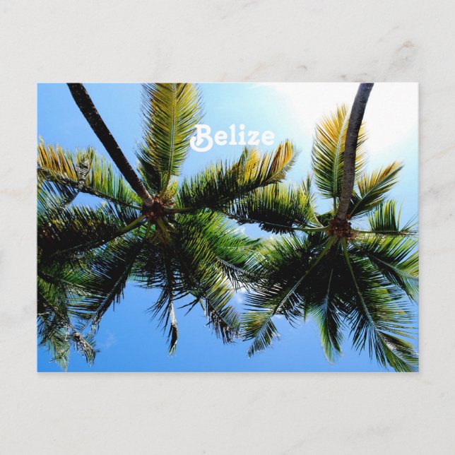 Belize Palm Trees Postkarte (Vorderseite)