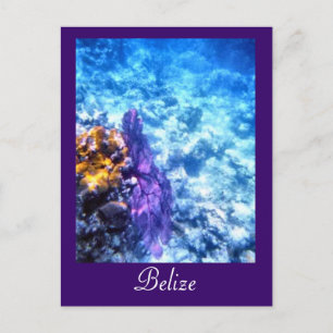 Belize Sea Fan Custom Postcard Postkarte