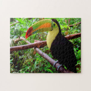 Belize Tucon Vögel. Puzzle