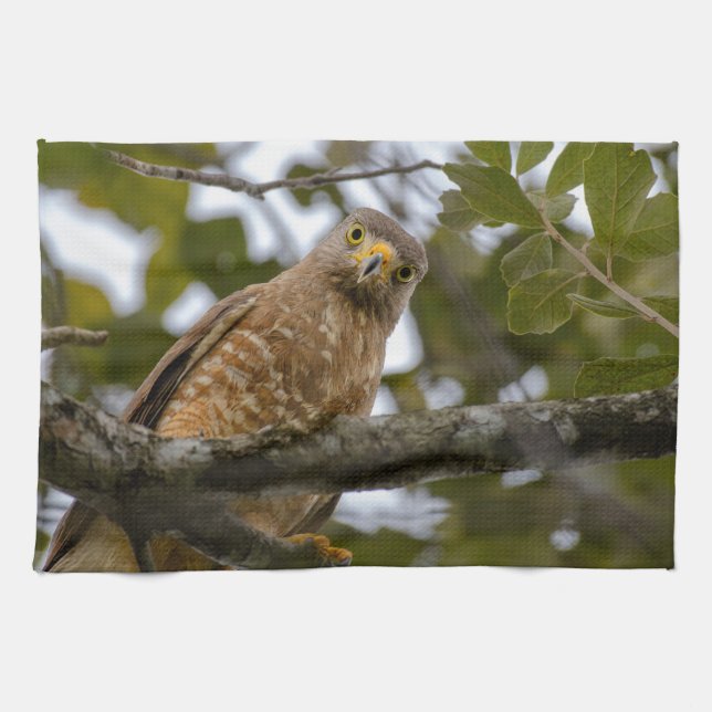 Belize Wildlife: Roadside Hawk Fotografie Geschirrtuch (Horizontal)