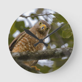 Belizean Beauty: Roadside Hawk Foto Runde Wanduhr
