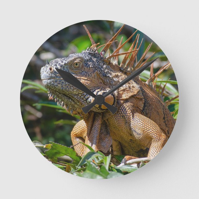 Belizische farbenfrohe Schönheit: Orange Iguana Fo Runde Wanduhr (Vorderseite)