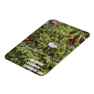 Belknap Mushroom mit Angebot Magnet