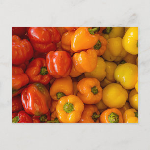 Bell Paprikaschoten Foto Postkarte