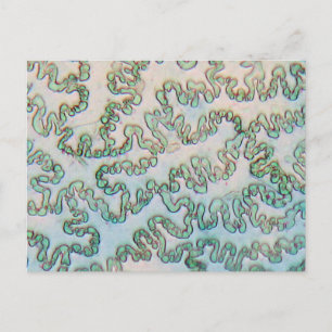 Bell Pfefferepidermis unter dem Mikroskop Postkarte