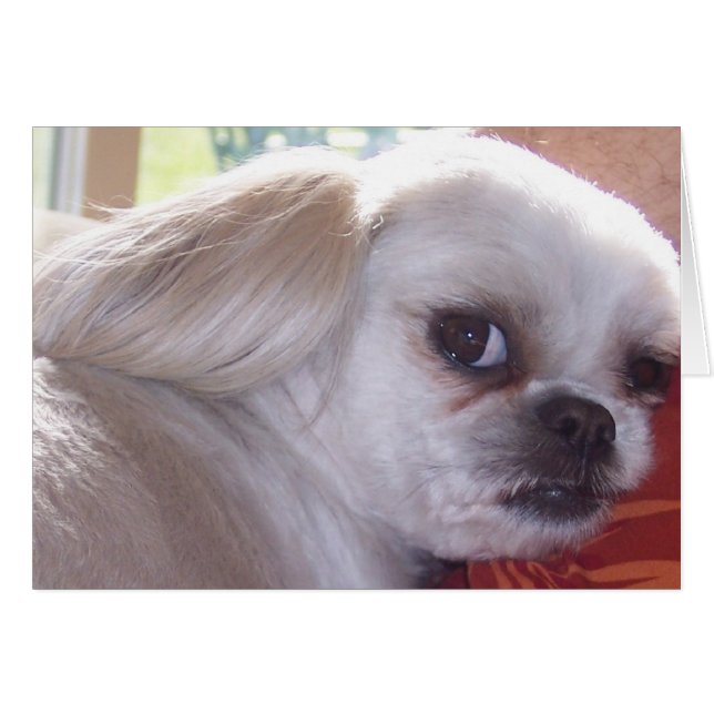 Bella (Vorderseite (Horizontal))