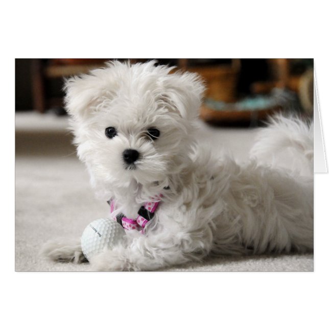 Bella (Vorderseite (Horizontal))