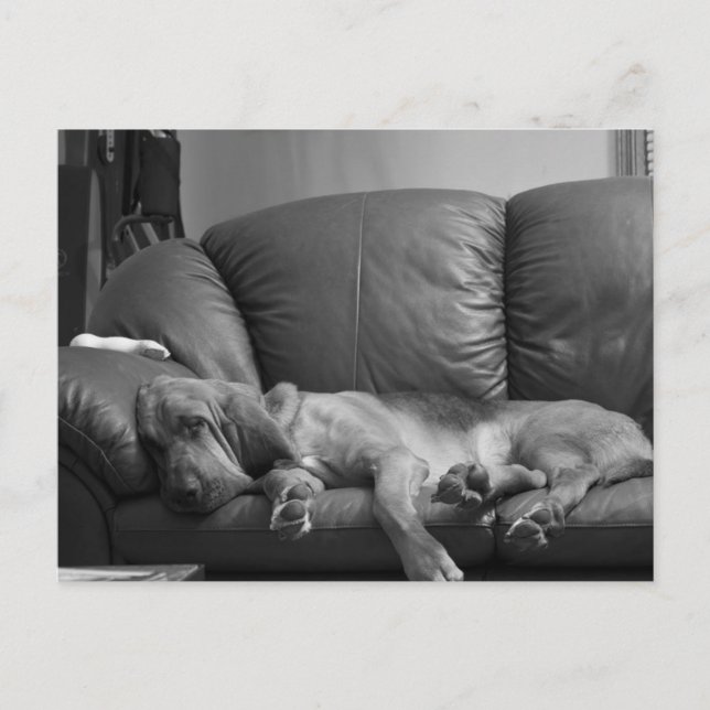 Bella Bloodhound Post Card Postkarte (Vorderseite)