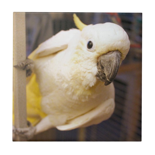 Bella Boy Fliese (Vorderseite)