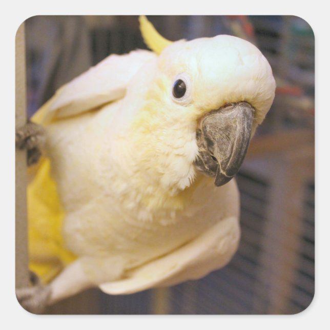 Bella boy quadratischer aufkleber (Vorderseite)