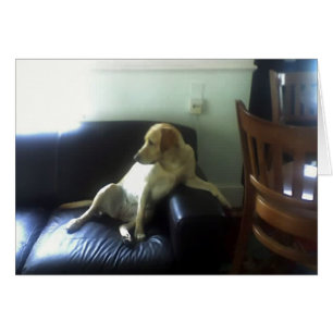 Bella, gelber Labrador