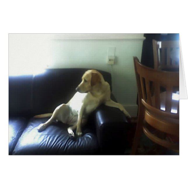 Bella, gelber Labrador (Vorderseite (Horizontal))