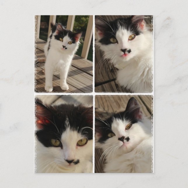 Bella Kitten Postkarte (Vorderseite)