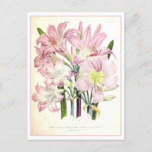 Belladonna Botanische Illustration Vintage Postkarte