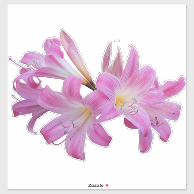 Belladonna Lily Jersey Blume Aufkleber (Blatt)
