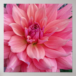 Belle of Barmera Dahlia Blume Poster