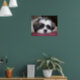 Belle The Shih Tzu Dog Poster (Living Room 1)