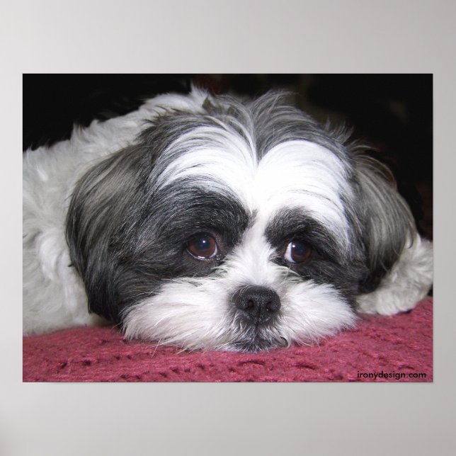 Belle The Shih Tzu Poster (Vorne)
