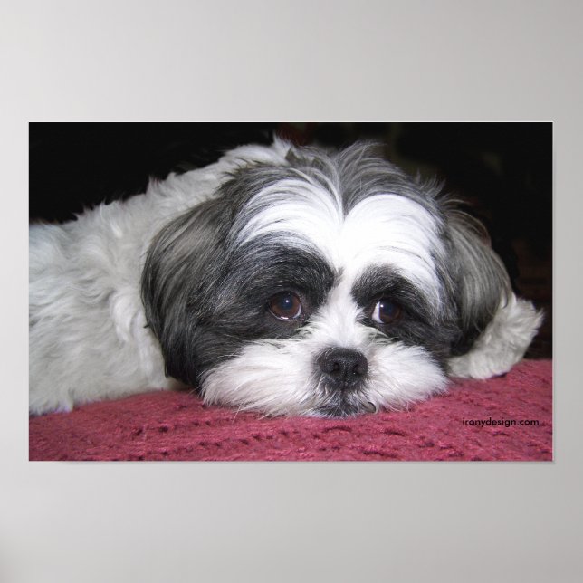 Belle The Shih Tzu Poster (Vorne)