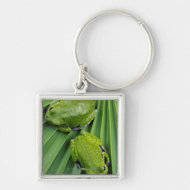 Bellender Baum-Frosch (Hyla gratiosa) Schlüsselanhänger (Vorne)