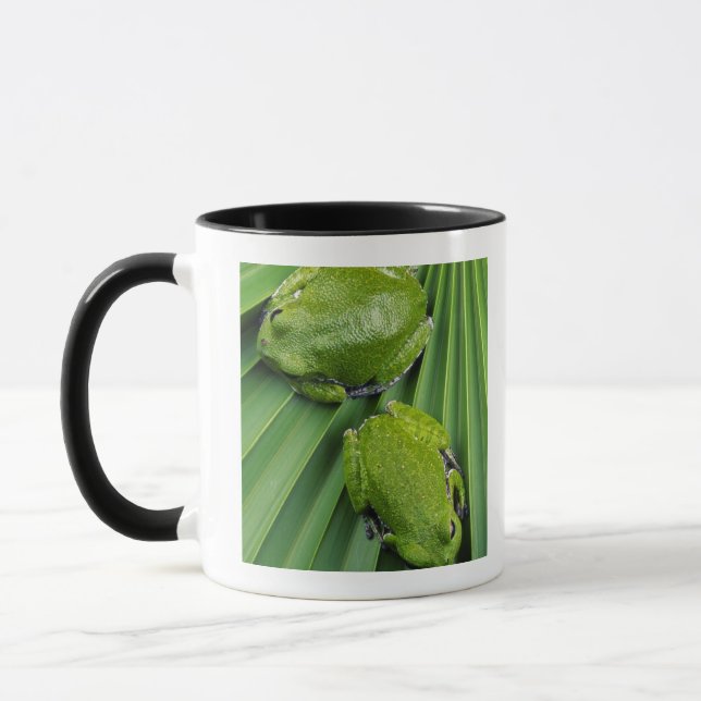 Bellender Baum-Frosch (Hyla gratiosa) Tasse (Links)