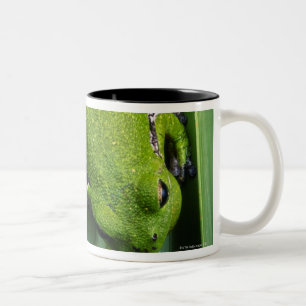 Bellender Baum-Frosch (Hyla gratiosa) Zweifarbige Tasse