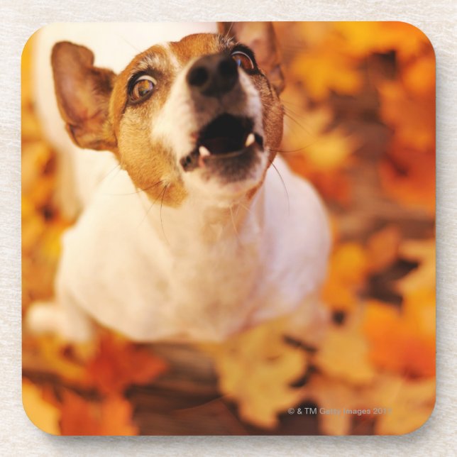 Bellender und springender Jack-Russell-Terrier, Getränkeuntersetzer (Vorderseite)