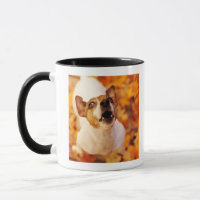 Bellender und springender Jack-Russell-Terrier,